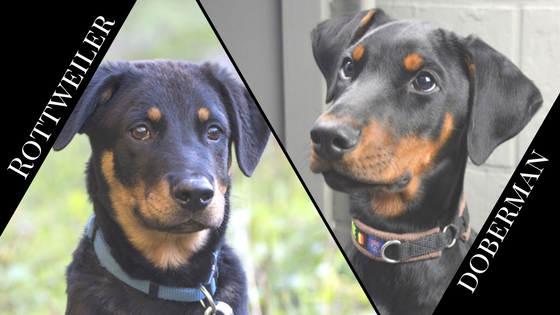 rottweiler vs doberman pinscher