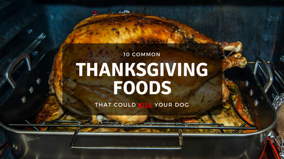 thanksgiving foods that could kill your dog