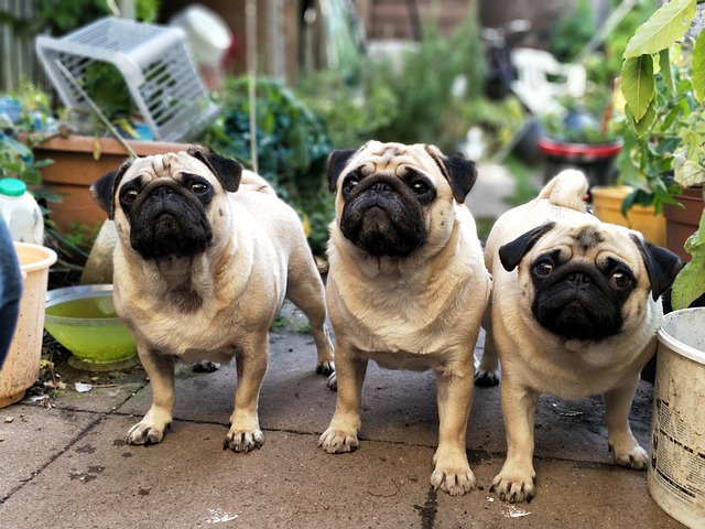 Group of pugs