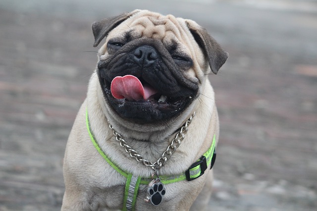 Pug vs Bulldog Which Dog is Best for You? BarkBlaster