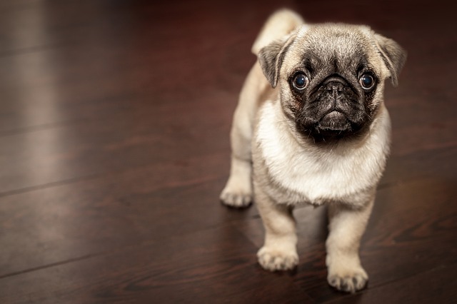 Pug puppy