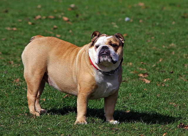 english bulldog intelligence