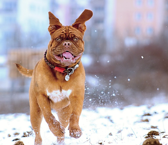 Dog outside in snow