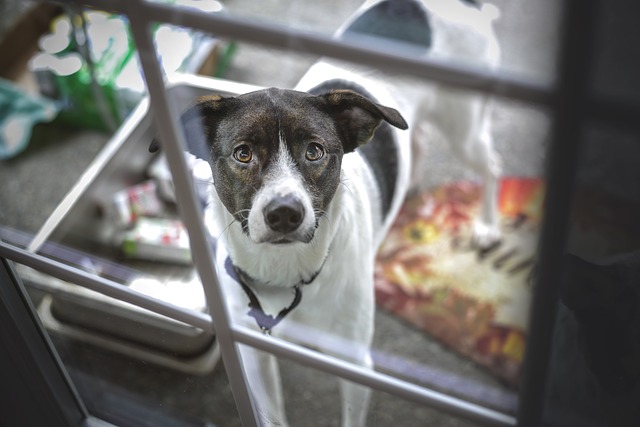 dog front door greeting