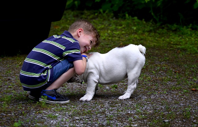 english bulldog great with kids