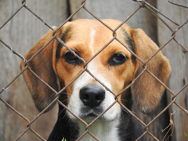 beagle in outdoor kennel