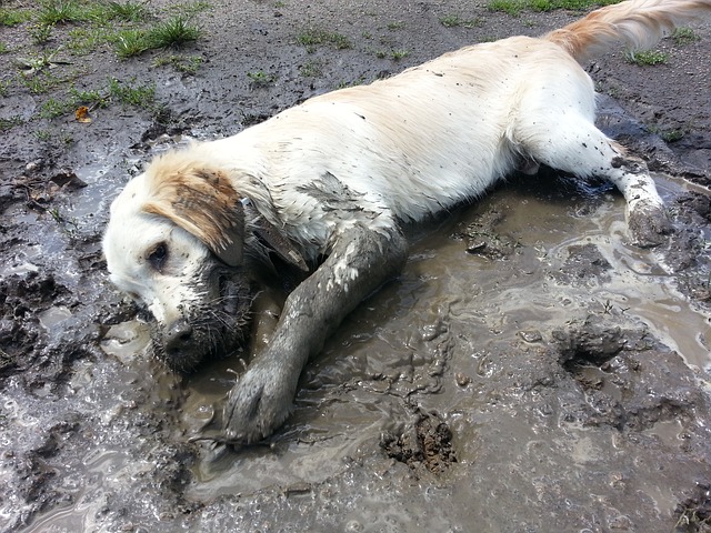 dog in mud