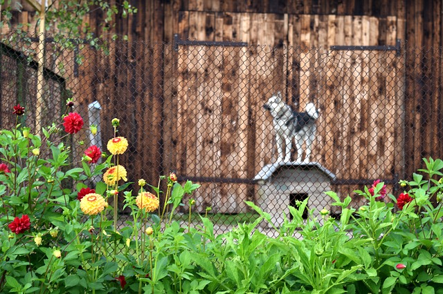 dog on outdoor dog house