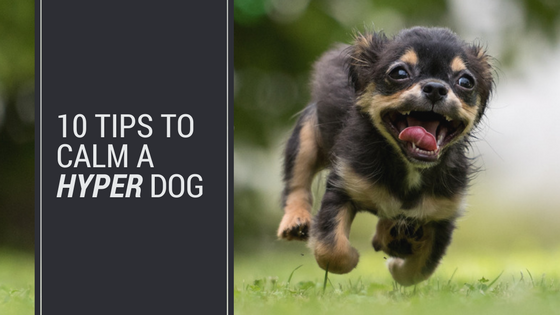 how to calm a hyper dog