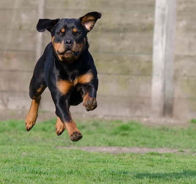 rottweiler running outside