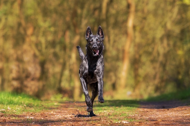 how to calm a hyper dog