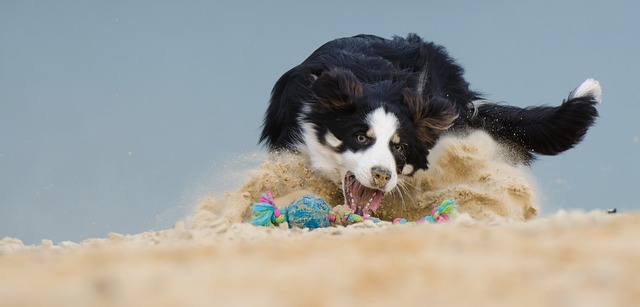 hyper border collie