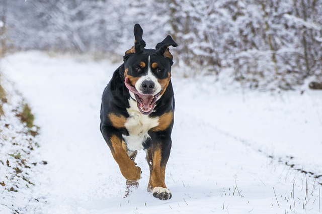 hyper dog running