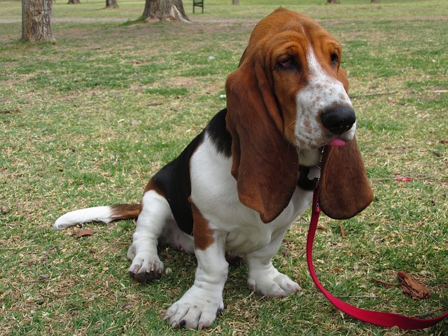 Basset Hound Sitting