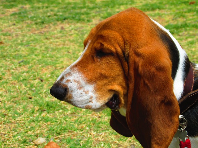 Basset Hound huge ears