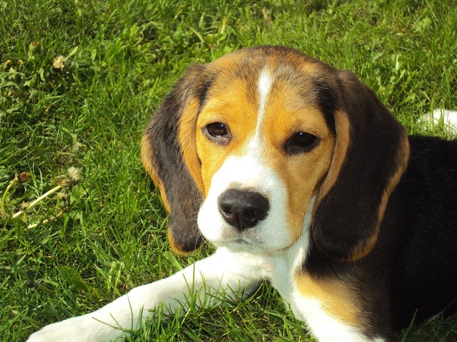 Beagle puppy