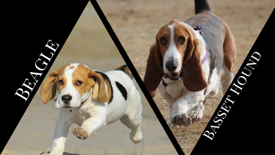 Beagle vs Basset Hound