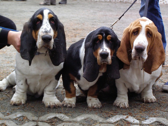 Funny looking basset hounds