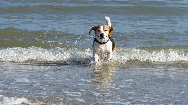 hyper beagle