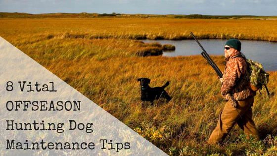 8 Vital Offseason Hunting Dog Maintenance Tips