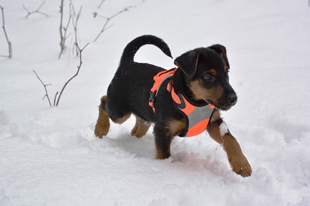 Hunting Puppy