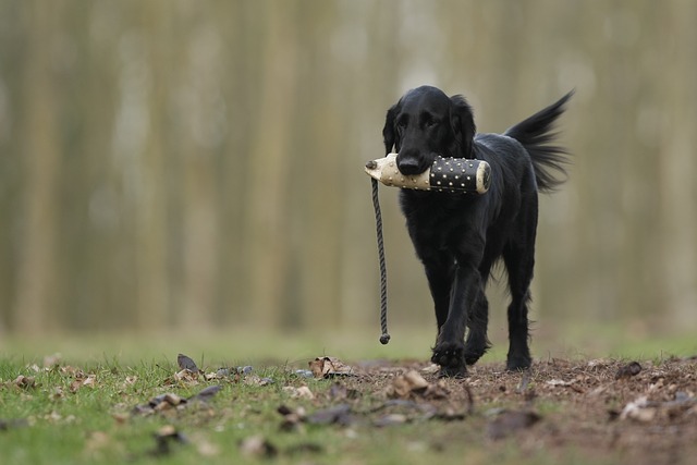 Hunting dog training