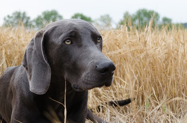 Offseason hunting dog maintenance