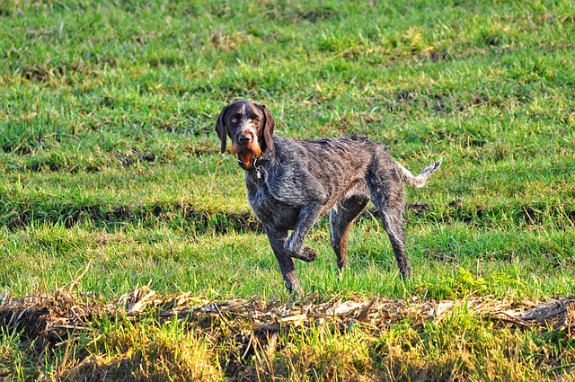 offseason hunting dog training