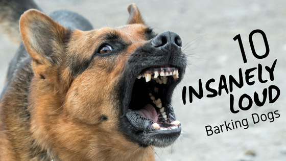 10 insanely loud barking dogs