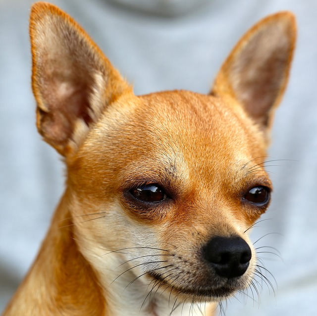 Top 10 loudest shop barking dogs