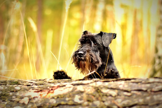 Miniature Schnauzer barking