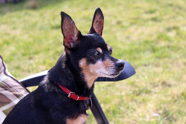 miniature-pinscher