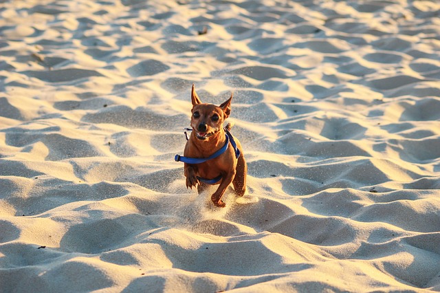 Dog PLaying in Sand