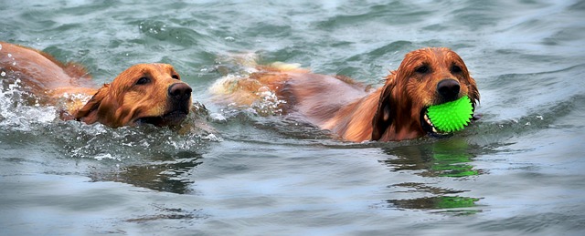 Dogs Swimming in Heat