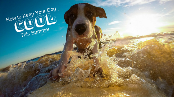 How to Keep Your Dog Cool This Summer