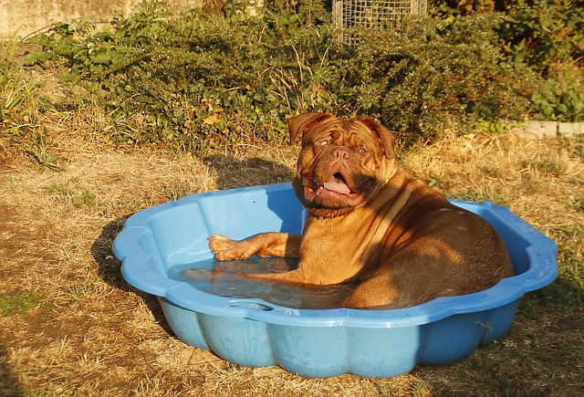 Keep Dog Cool with Mini Pool