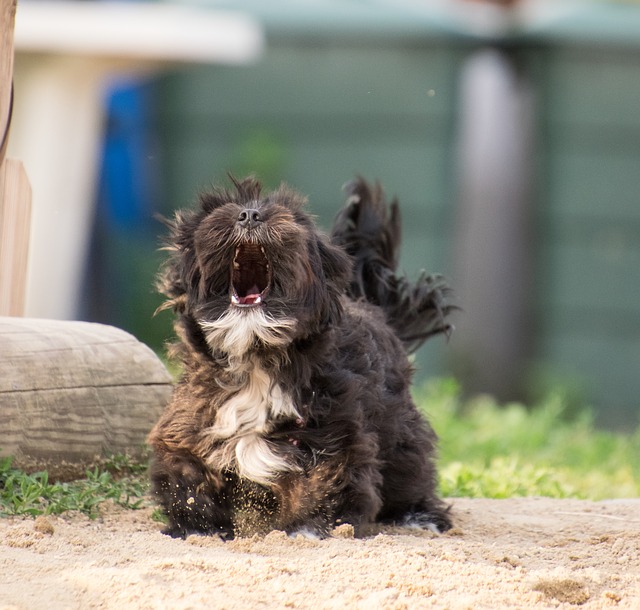 Dog Barking