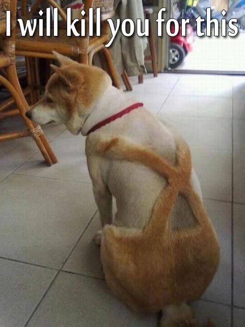 Dog Suspenders