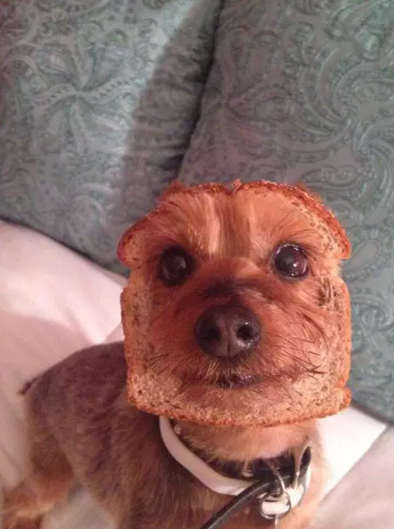 Dog Toast Picture