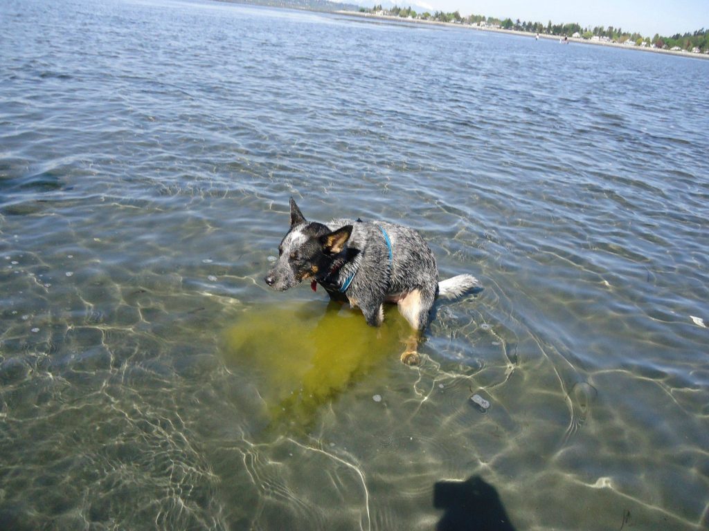 Dog ocean Spray
