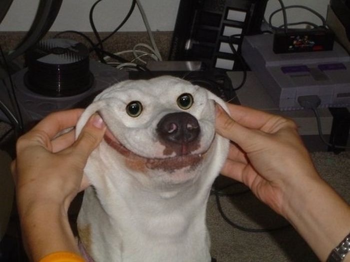 Dog Smile