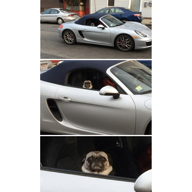 pug-in-porsche