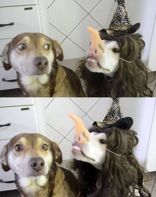 Funny dog pic halloween