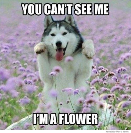 you-cant-see-me-im-a-flower