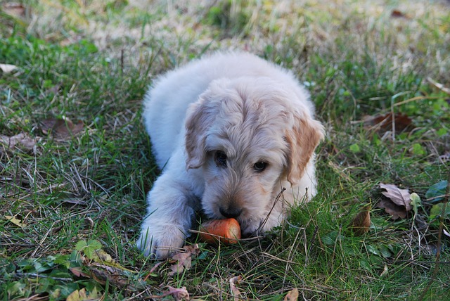 Dog eating carrot