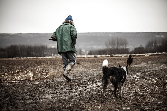 owning dogs make you happier