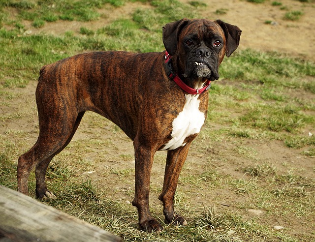 Boxer vs Bulldog Which Dog is Best for You BarkBlaster