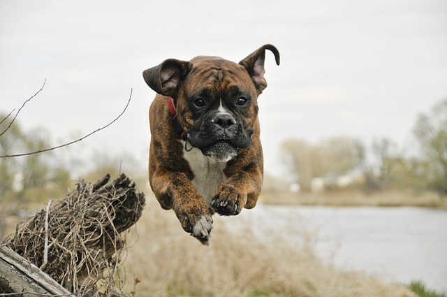 athletic boxer